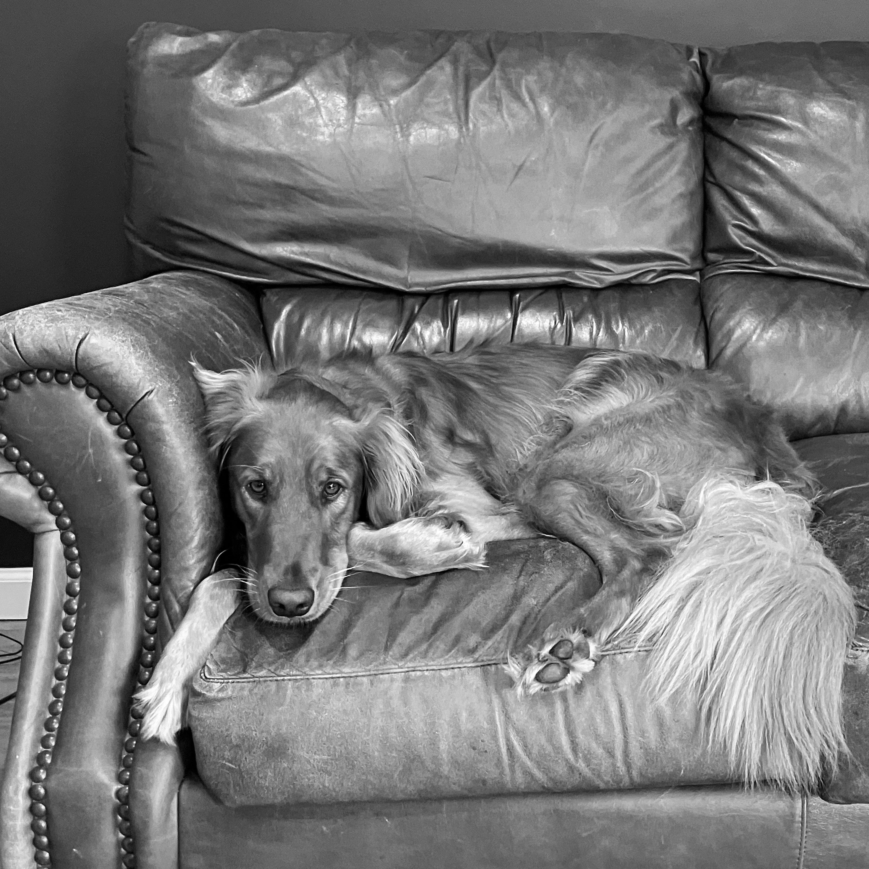 Dog lying on sofa